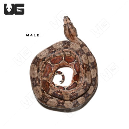 Baby Pastel Central American Boa snake, showcasing vibrant colors and pattern.