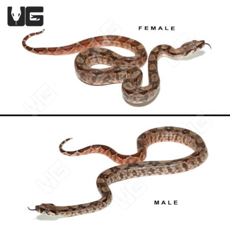 Pair of Baby Pastel Central American Boas, male and female, showcasing vibrant coloration.