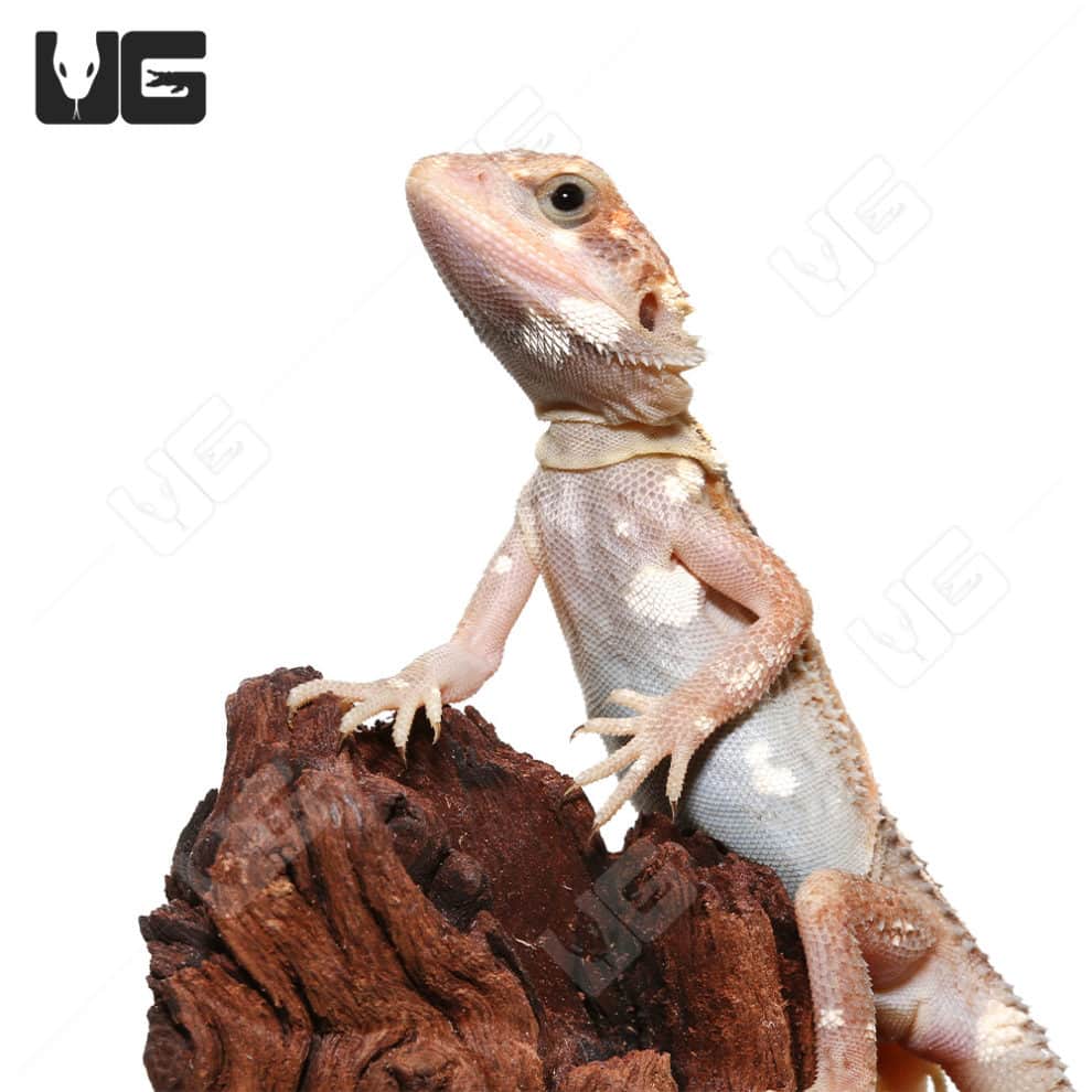 juvenile-pied-genetic-stripe-translucent-bearded-dragon-6-9-11