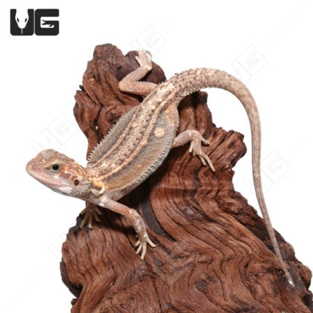 Pied Genetic Stripe Translucent Bearded Dragon on wood branch.