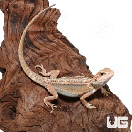 Juvenile Pied Genetic Stripe Translucent Bearded Dragon on wood.