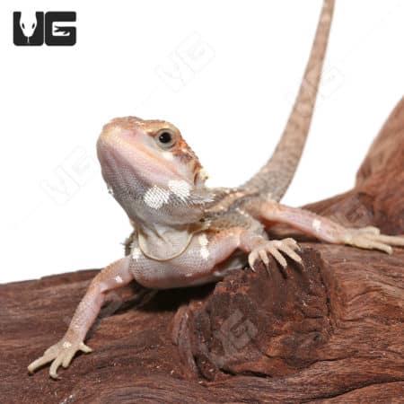 Pied Genetic Stripe Translucent Bearded Dragon juvenile on wood branch.