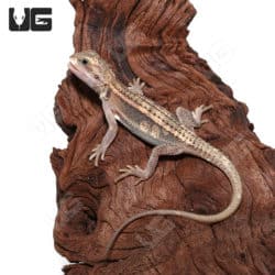 Baby Pied Genetic Stripe Translucent Bearded Dragon (Pogona vitticeps)For Sale - Underground Reptiles