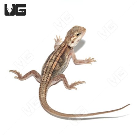 Baby Pied Genetic Stripe Translucent Bearded Dragon (Pogona vitticeps)For Sale - Underground Reptiles