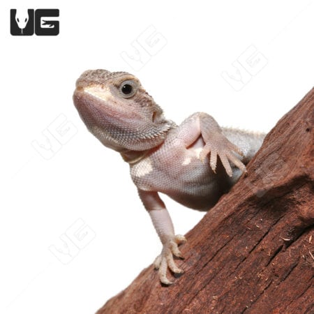 Baby Pied Genetic Stripe Translucent Bearded Dragon (Pogona vitticeps)For Sale - Underground Reptiles