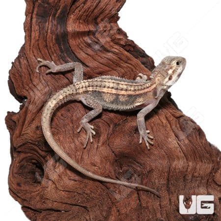 Baby Pied Genetic Stripe Translucent Bearded Dragon (Pogona vitticeps)For Sale - Underground Reptiles