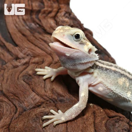 Baby Pied Genetic Stripe Translucent Bearded Dragon on wood branch.