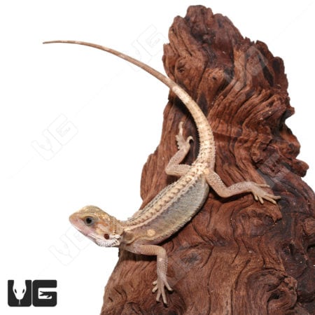 Pied Genetic Stripe Bearded Dragon on wood branch, juvenile reptile for sale.