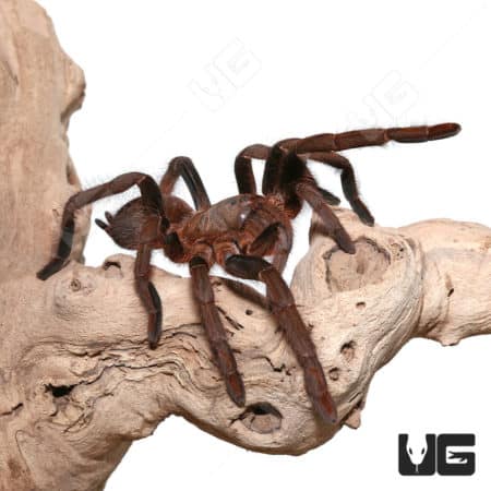 Female Benin Giant Baboon Tarantula (Hysterocrates Sp. Benin)For Sale - Underground Reptiles