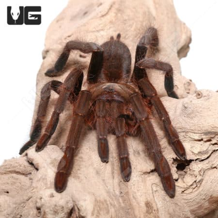 Female Benin Giant Baboon Tarantula (Hysterocrates Sp. Benin)For Sale - Underground Reptiles
