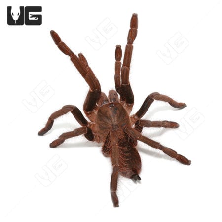 Female Benin Giant Baboon Tarantula (Hysterocrates Sp. Benin)For Sale - Underground Reptiles
