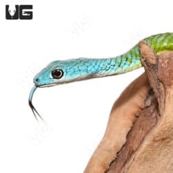 Blue Head Green Bush Snake (Philothamnus semivariegatus) For Sale - Underground Reptiles