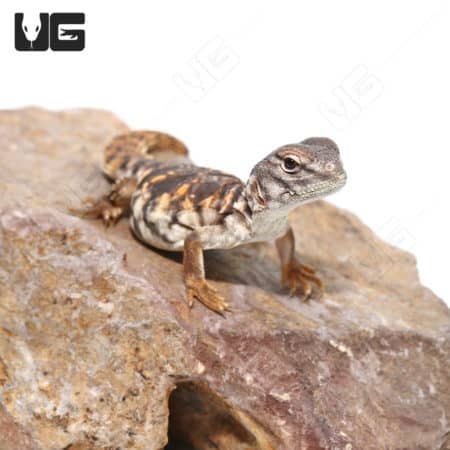 C.B. Baby Red Uromastyx (Uromastyx geyri)