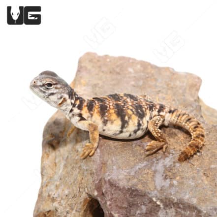 Uromastyx For Sale - Underground Reptiles