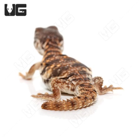 C.B. Baby Red Uromastyx (Uromastyx geyri)