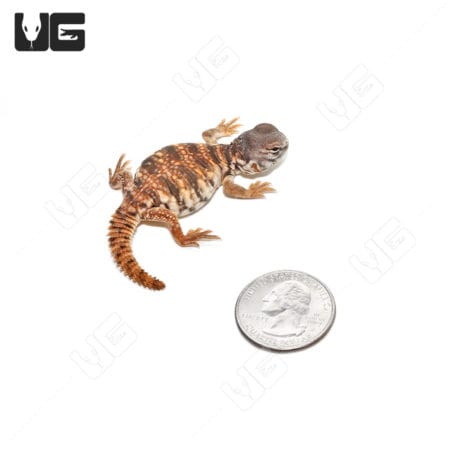C.B. Baby Red Uromastyx (Uromastyx geyri)