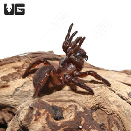 California Trapdoor Spider (1 - 2") (Bothriocyrtum californicum) For Sale - Underground Reptiles