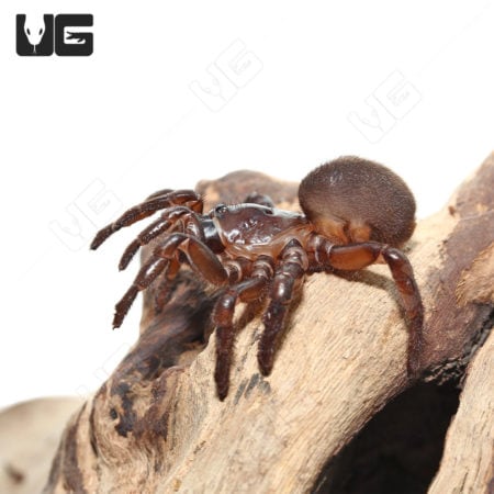 California Trapdoor Spider (1 - 2") (Bothriocyrtum californicum) For Sale - Underground Reptiles