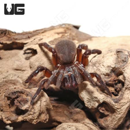 California Trapdoor Spider (1 - 2") (Bothriocyrtum californicum) For Sale - Underground Reptiles