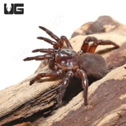 California Trapdoor Spider (1 - 2