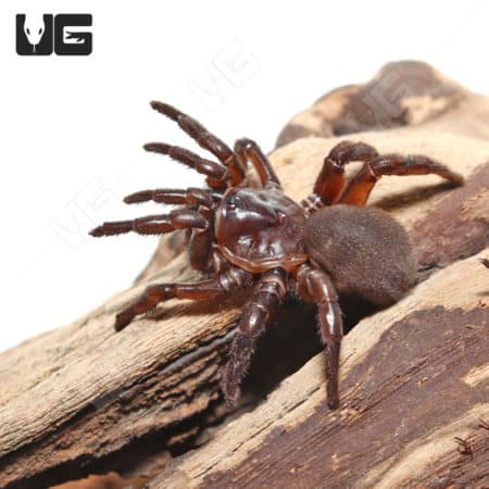 California Trapdoor Spider (1 - 2") (Bothriocyrtum californicum) For Sale - Underground Reptiles