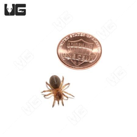 Close-up of a California Trapdoor Spider next to a penny, showcasing its small size and detailed fea.