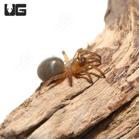 Trapdoor spider from California, showing detailed body and legs.