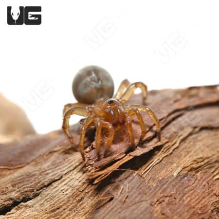 Close-up of a tiny California Trapdoor Spider with a developing egg sac on a textured wooden log.