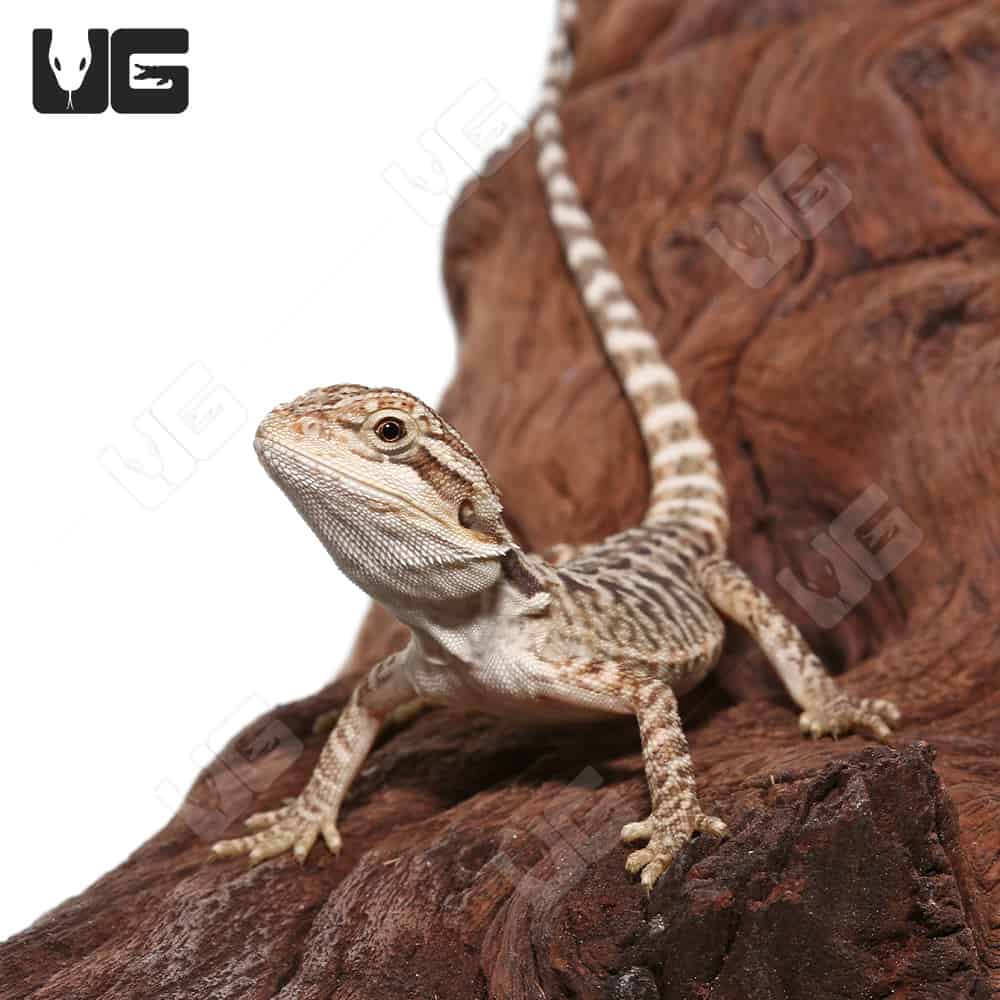 Bearded Dragon Leatherback - Pogona vitticeps - The Tye-Dyed Iguana -  Reptiles and Reptile Supplies in St. Louis.