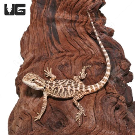 Baby Citrus Leatherback Bearded Dragons (Pogona vitticeps) For Sale - Underground Reptiles