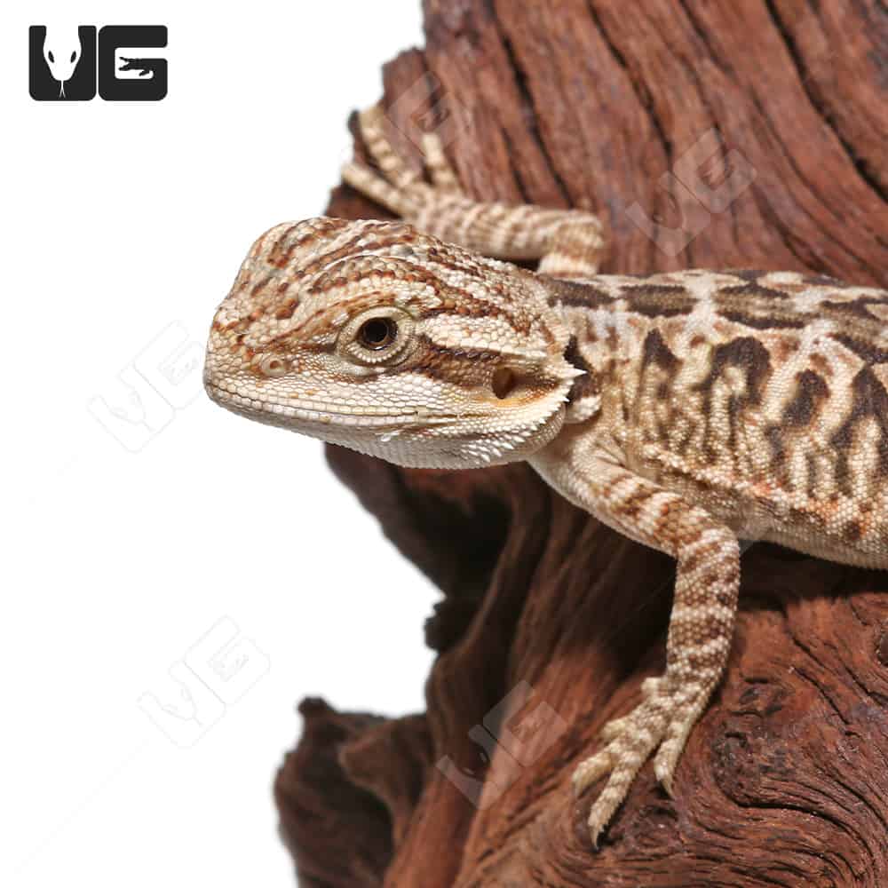 Citrus bearded dragons for sale online baby citrus bearded dragon