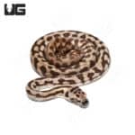 Baby Coastal Jaguar Het Axanthic Carpet Pythons (Morelia spilota mcdowelli) For Sale - Underground Reptiles