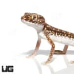 Egyptian Sand Geckos (Stenodactylus petrii) For Sale - Underground Reptiles