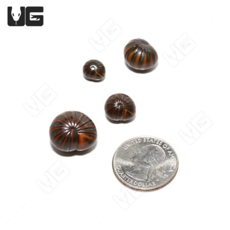 Emerald Banded Pill Millipede (Hypoglomeris Sp)