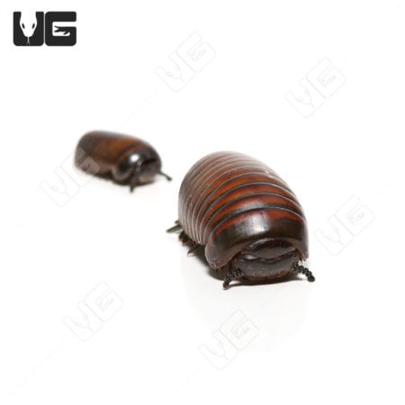 Emerald Banded Pill Millipede (Hypoglomeris Sp)