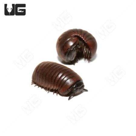 Fuzzy Pill Millipede (Zephronia sp.) For Sale - Underground Reptiles