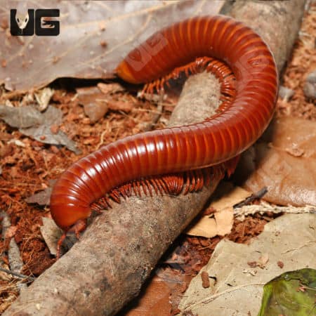 Giant Carnelian Millipede (Thyropygus sp) For Sale - Underground Reptiles For Sale - Underground Reptiles