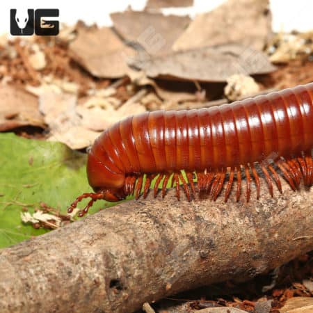 Giant Carnelian Millipede crawling on forest floor with leaf litter and bark.