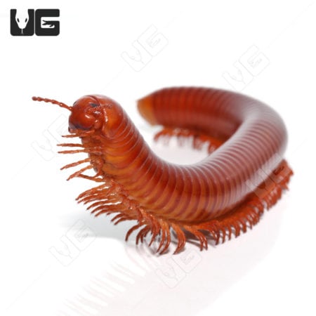 Giant Carnelian Millipede (Thyropygus sp) For Sale - Underground Reptiles For Sale - Underground Reptiles