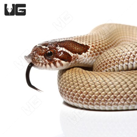 Baby Green Super Anaconda Western Hognose Snakes (Heterodon nasicus)