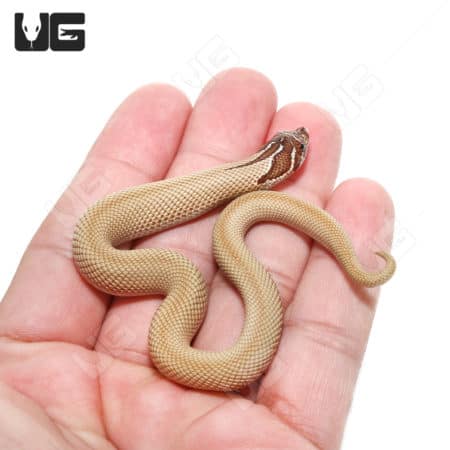 Baby Green Super Anaconda Western Hognose Snakes (Heterodon nasicus)
