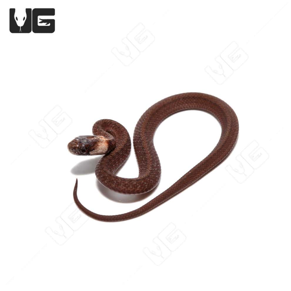 dekay-snake-for-sale-underground-reptiles