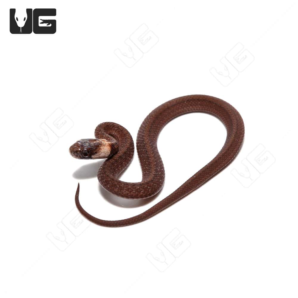 Dekay Snake For Sale Underground Reptiles