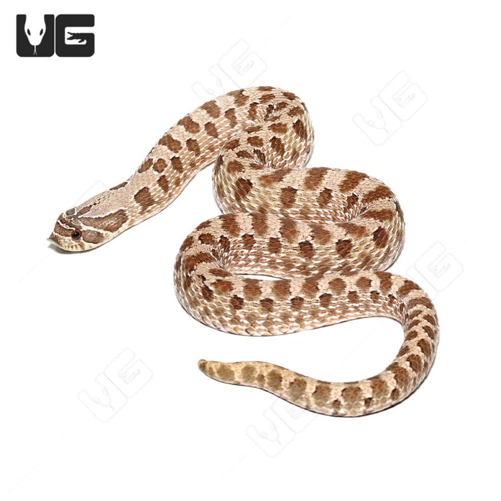 Baby Western Hognose Snakes For Sale Underground Reptiles