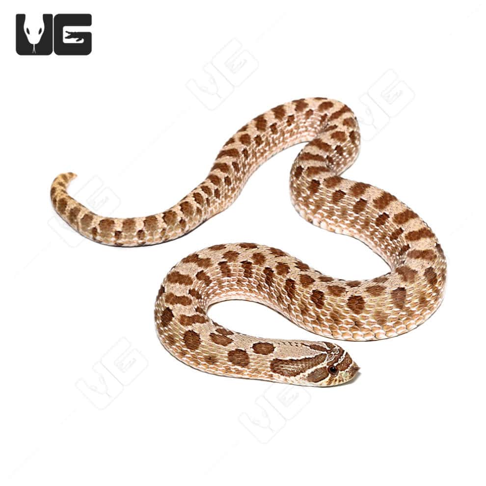 Baby Western Hognose Snakes For Sale Underground Reptiles