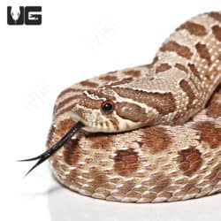 Adult Male Western Het Ghost Hognose Snakes (Heterodon nasicus)