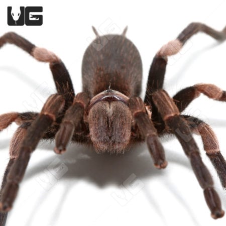 Female Himalayan Earth Tiger Tarantula (Haplocosmia himalayana)