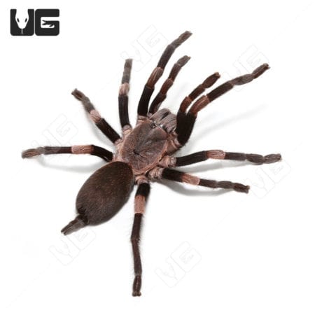Female Himalayan Earth Tiger Tarantula (Haplocosmia himalayana)