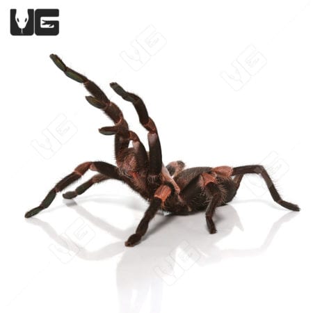 Female Himalayan Earth Tiger Tarantula (Haplocosmia himalayana)