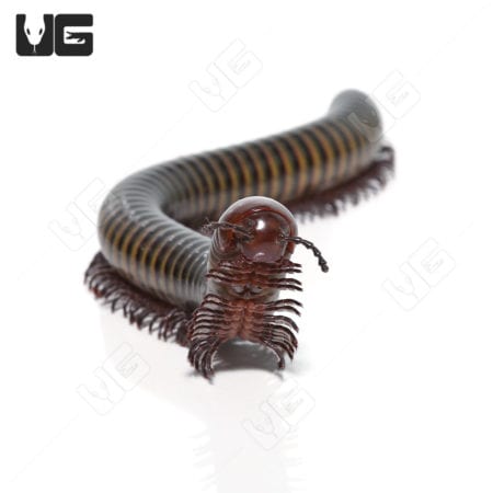Jade Banded Millipede (Thyropygus sp) For Sale - Underground Reptiles For Sale - Underground Reptiles